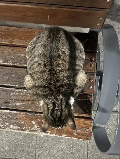 Friendly Chonk