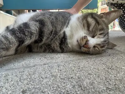 Friendly Chonk