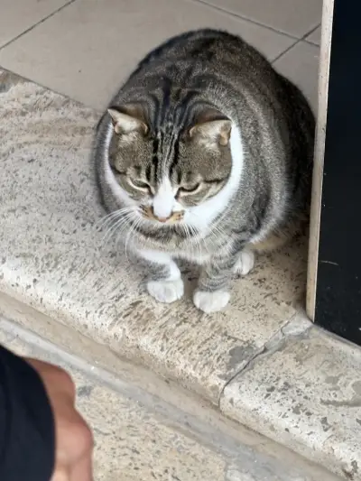 Friendly Chonk