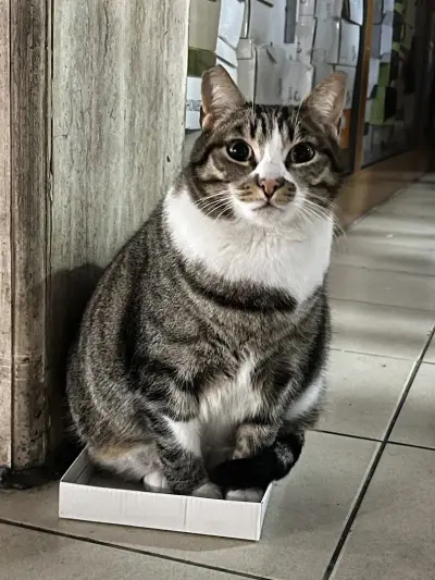 Friendly Chonk