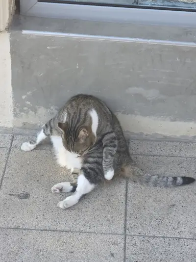 Friendly Chonk