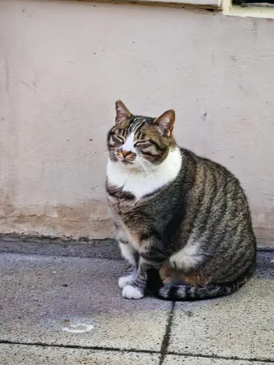 Friendly Chonk