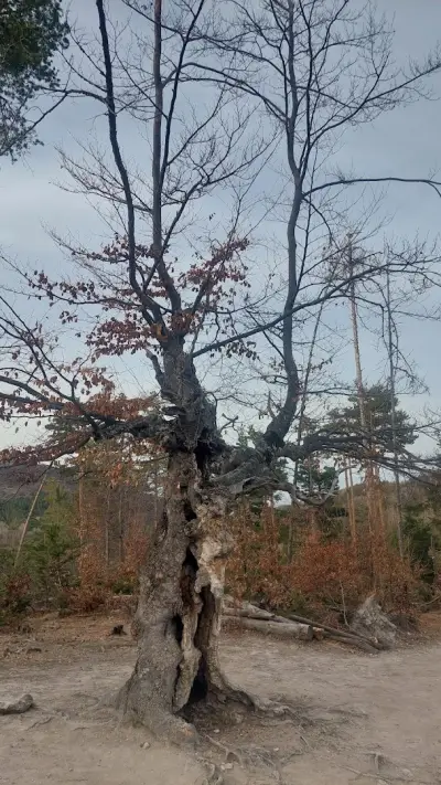 Вековно буково дърво „Старецът“