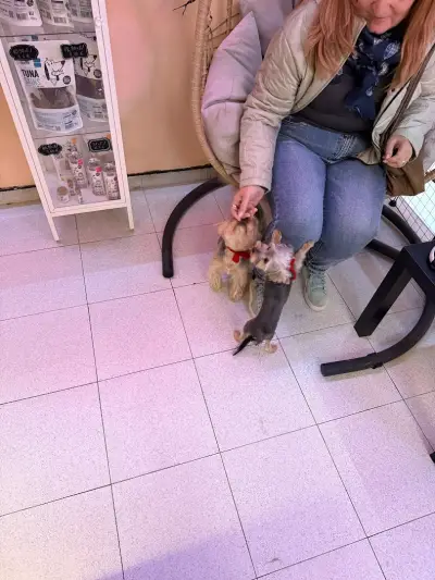 Мокро носле - груминг салон