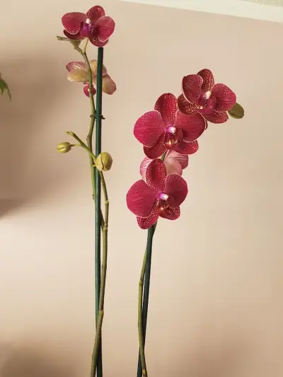 Магазин За Цветя Орхидея