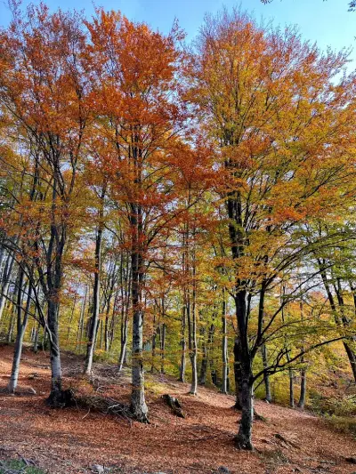 Каменна река
