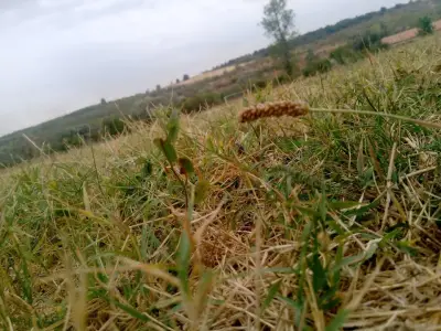 Стадион „Лепица“
