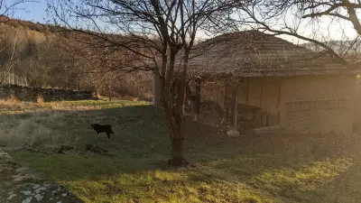Дървото на Асеневци