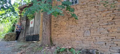 Дървото на Асеневци