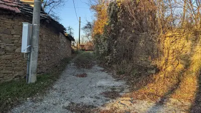 Дървото на Асеневци
