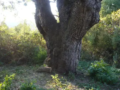 Дървото на Асеневци