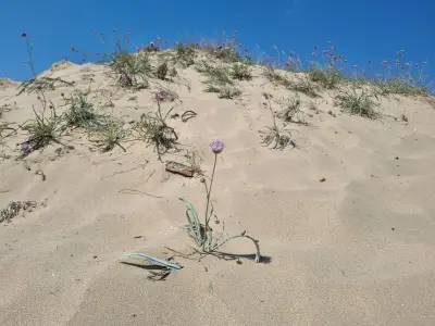 Wild sand dunes Sunny Beach
