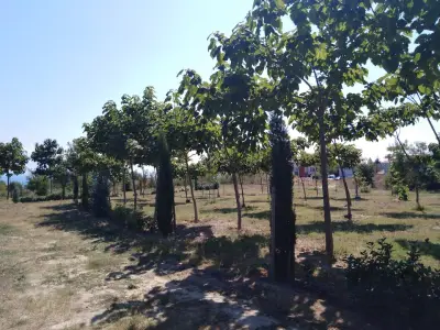 Парк Борисова градина - Галата