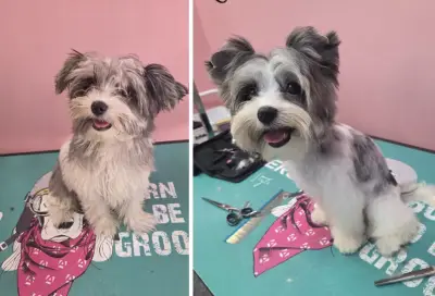 G&M Grooming studio