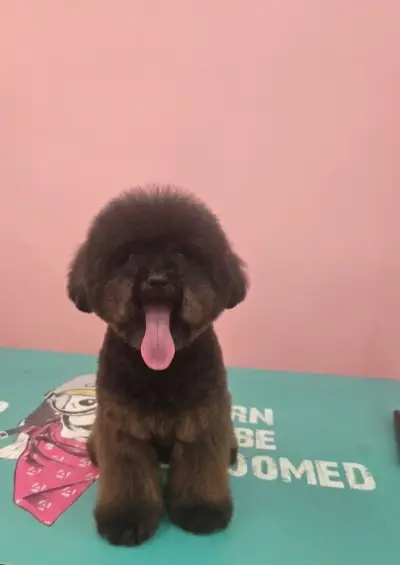 G&M Grooming studio
