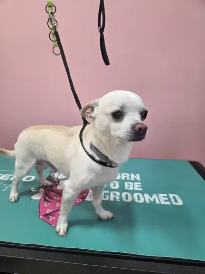 G&M Grooming studio