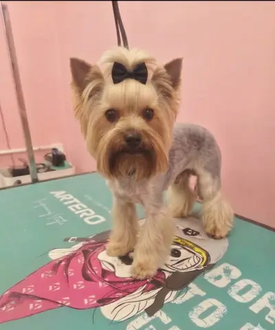 G&M Grooming studio