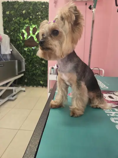 G&M Grooming studio