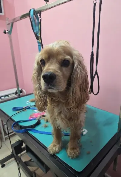 G&M Grooming studio