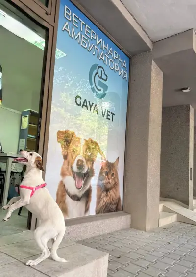 Ветеринарна амбулатория ГАЯ ВЕТ/ GAYA VET Veterinary practice