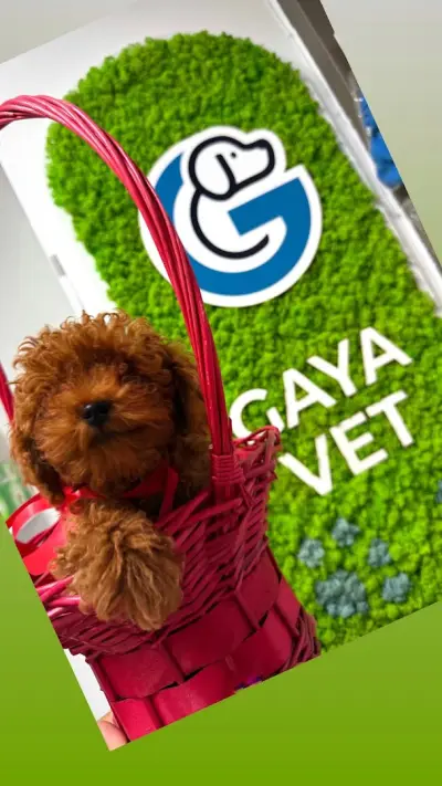 Ветеринарна амбулатория ГАЯ ВЕТ/ GAYA VET Veterinary practice