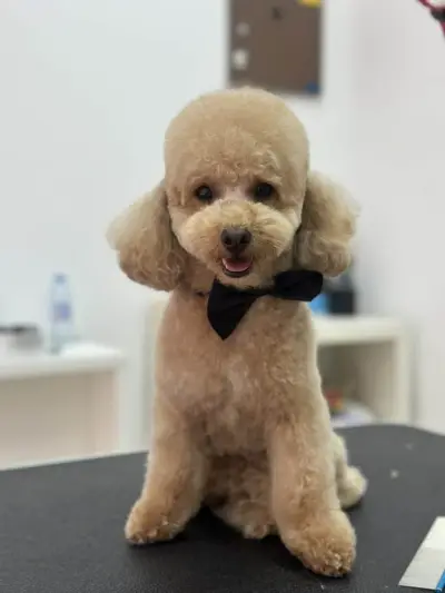 Grooming studio Oasis Lozenets