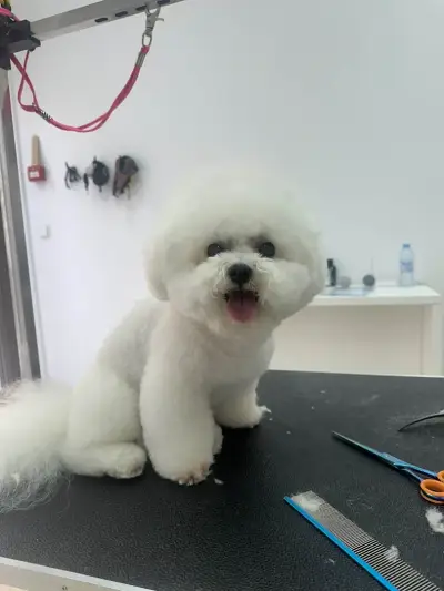 Grooming studio Oasis Lozenets