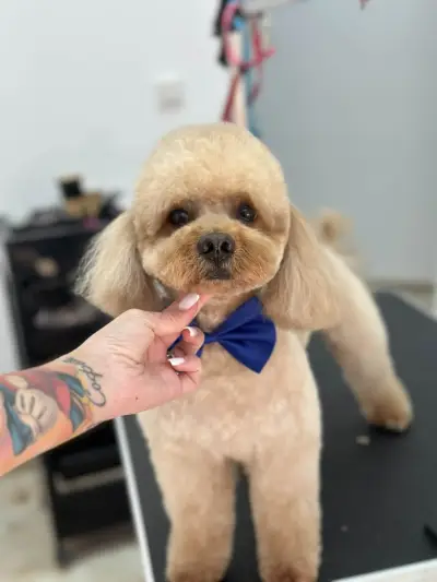 Grooming studio Oasis Lozenets