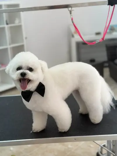 Grooming studio Oasis Lozenets