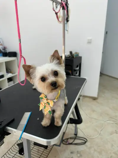 Grooming studio Oasis Lozenets