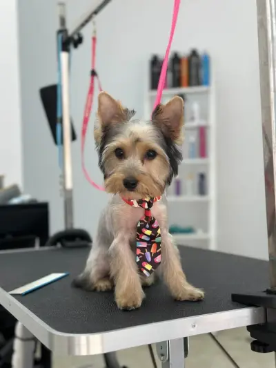Grooming studio Oasis Lozenets