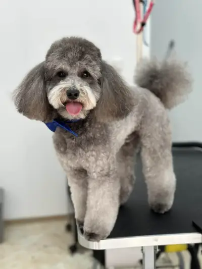 Grooming studio Oasis Lozenets