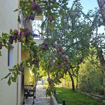 Синьо лято