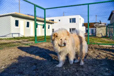 Хотел за Домашни Любимци Варна