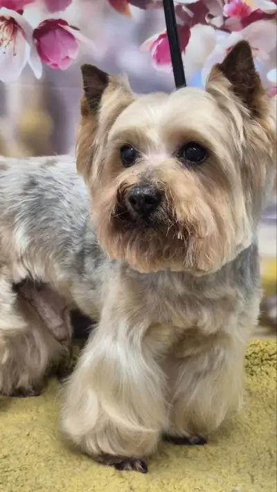 Ветеринарен център д-р Шмид/Veterinary Center Dr. Schmid