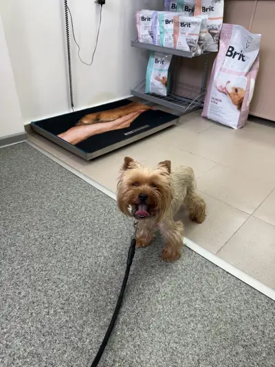 Ветеринарен център д-р Шмид/Veterinary Center Dr. Schmid