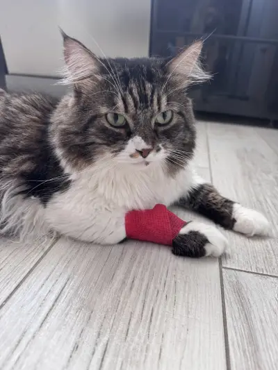 Ветеринарен център д-р Шмид/Veterinary Center Dr. Schmid