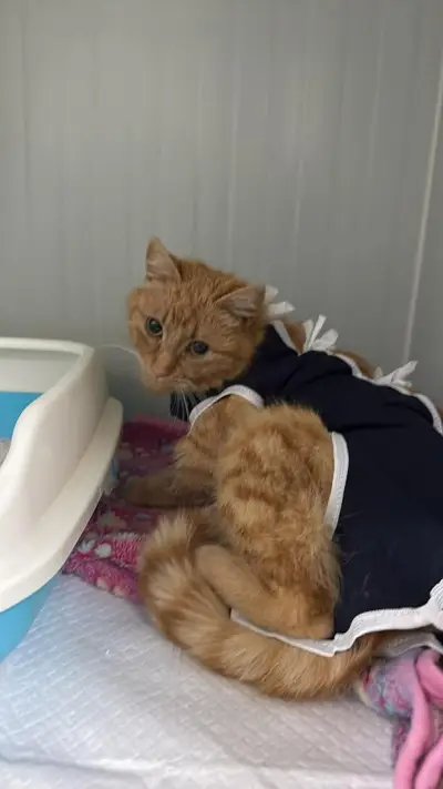 Ветеринарен център д-р Шмид/Veterinary Center Dr. Schmid