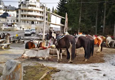Ездитен клуб и Конна База Конярски / Horse Riding Koniarski