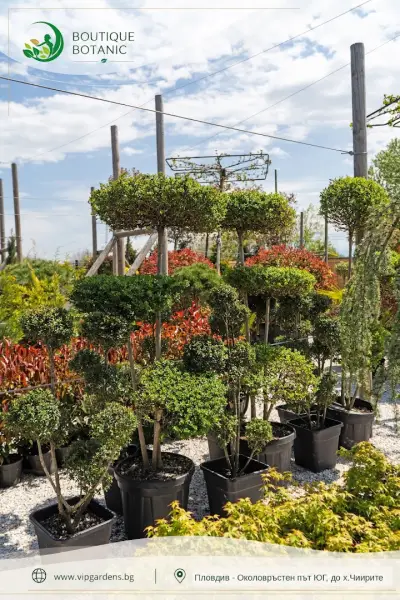 Boutique Botanic - Бутик Ботаник - Ландшафтно Архитектурен Център