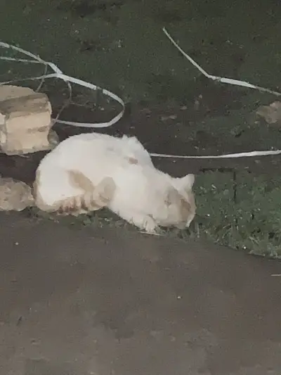 Нашенска скара Разбойна