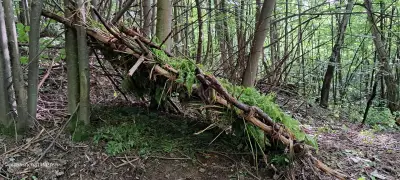 Tsanev Bushcraft