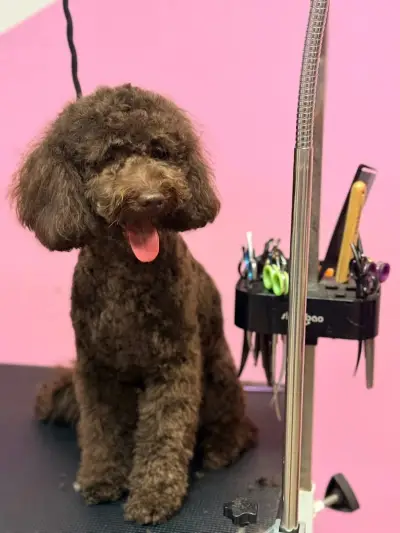 Груминг Студио Happy Dog
