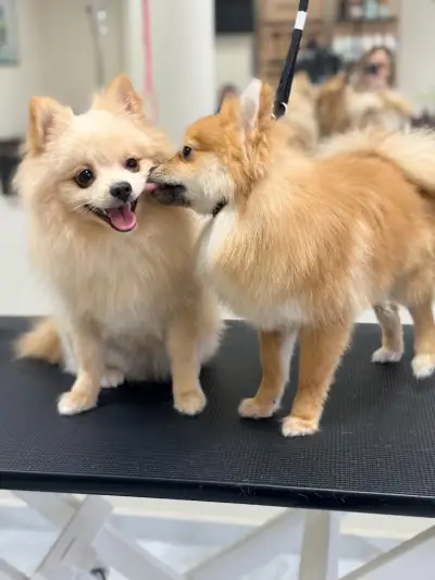 Груминг Студио Happy Dog