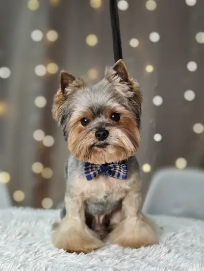 Puppy Studio Valentina