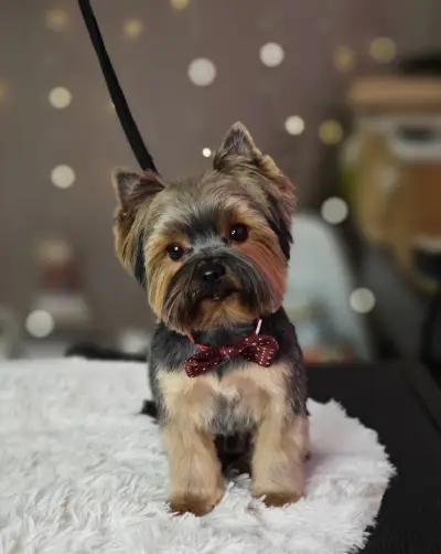 Puppy Studio Valentina
