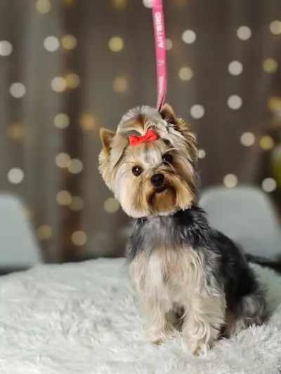 Puppy Studio Valentina