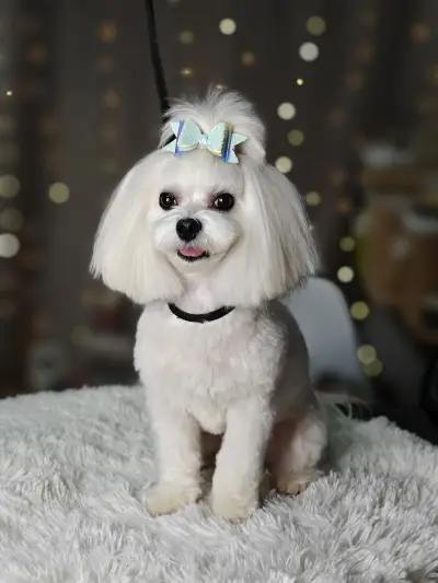 Puppy Studio Valentina