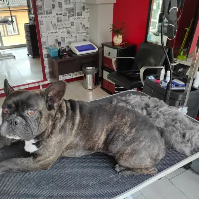 City Grooming Studio Gabrovo / Груминг Габрово