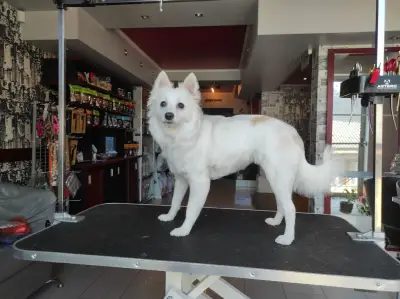 City Grooming Studio Gabrovo / Груминг Габрово